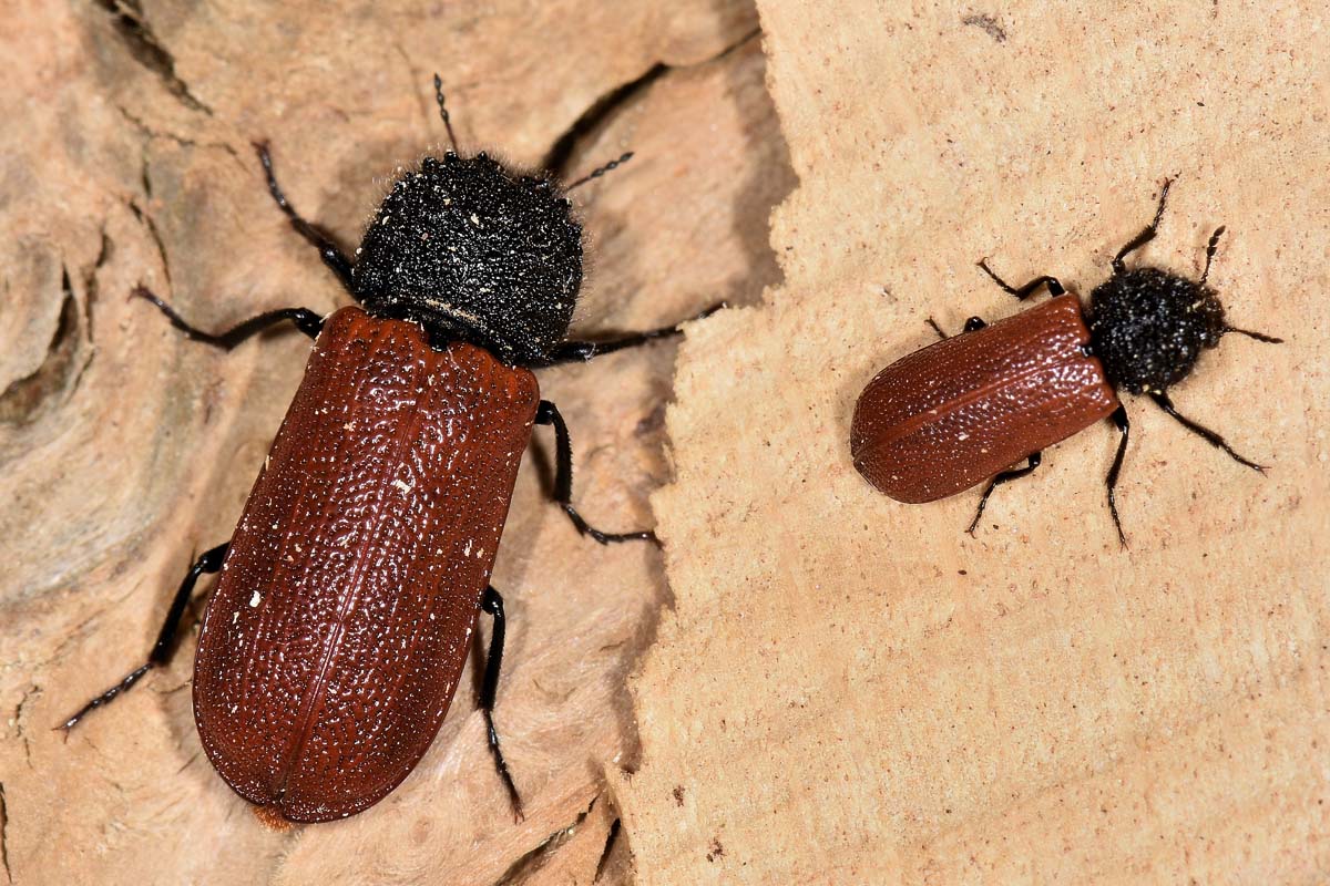 Bostrichidae: Bostrichus capucinus